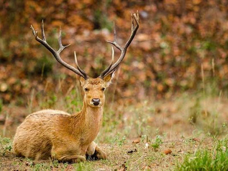 Bardia National Park