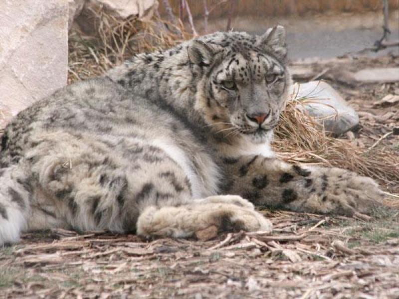 Kanchanjunga Conservation Area