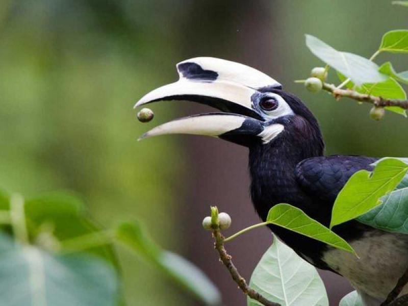 Koshi Tappu Wildlife Reserve