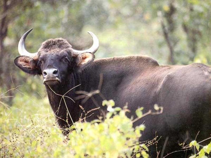 Parsa Wildlife Reserve